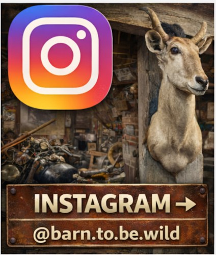  | www.instagram.com/barn.to.be.wild